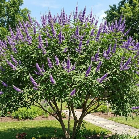 Vitex tree - 3 Gallon (6 ft tall) for sale at Slidell Nursery in Slidell, LA