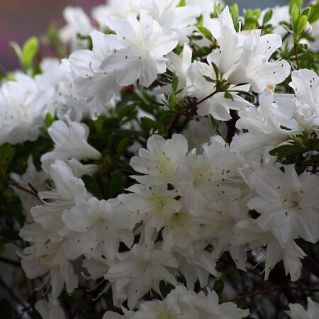 Azalea 'Dorothy Rees' for sale at Slidell Nursery, Slidell, LA