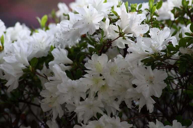 Azalea 'Dorothy Rees' for sale at Slidell Nursery, Slidell, LA
