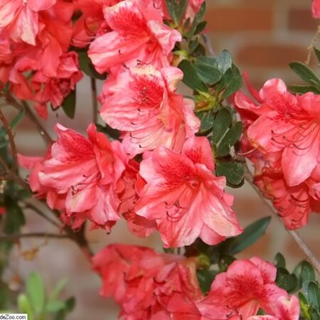 Azalea 'Fashion' for sale at Slidell Nursery, Slidell, LA