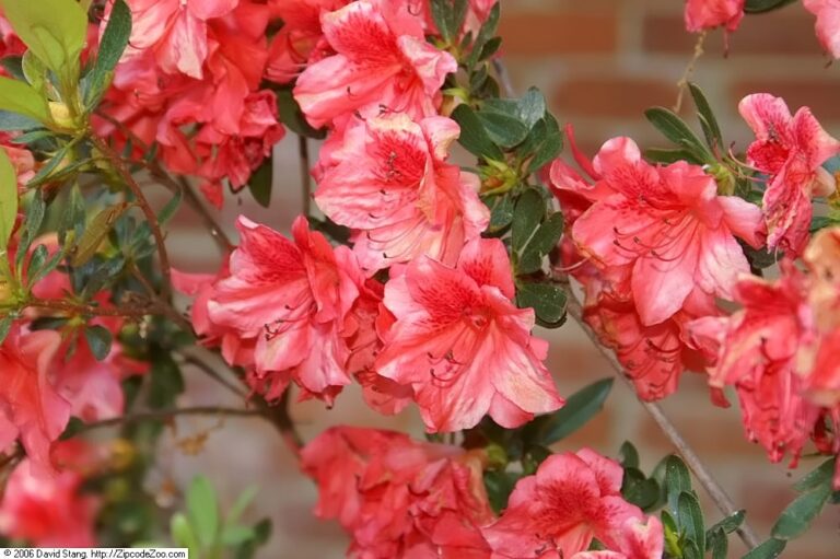 Azalea 'Fashion' for sale at Slidell Nursery, Slidell, LA