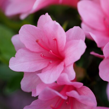Azalea 'Pink Ruffle' for sale at Slidell Nursery, Slidell, LA