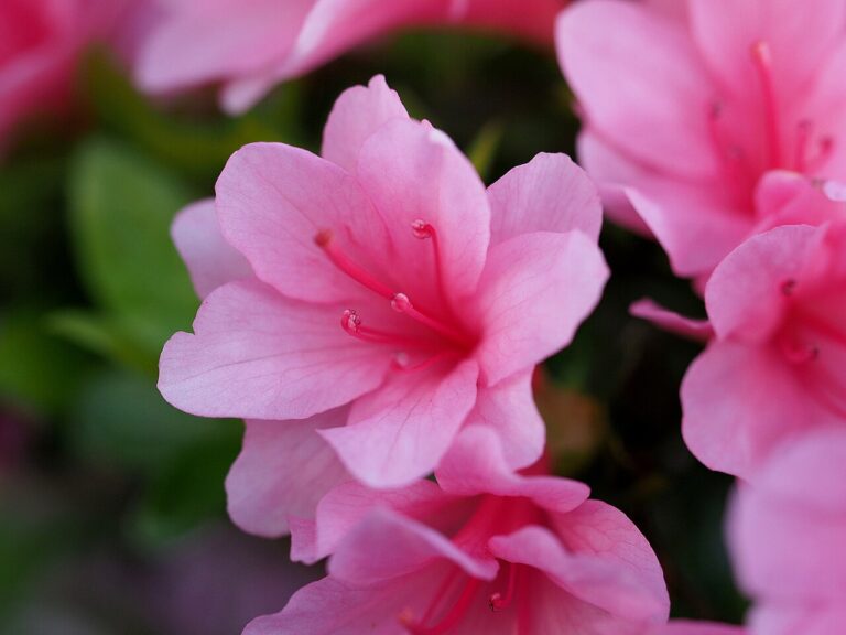 Azalea 'Pink Ruffle' for sale at Slidell Nursery, Slidell, LA