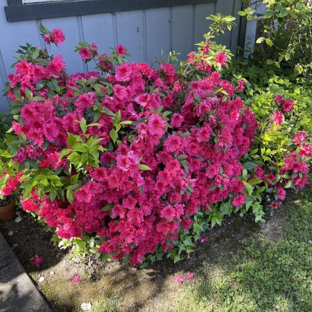 Azalea shrub in bloom at Slidell Nursery, Slidell, LA