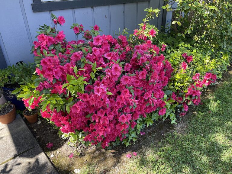 Azalea shrub in bloom at Slidell Nursery, Slidell, LA