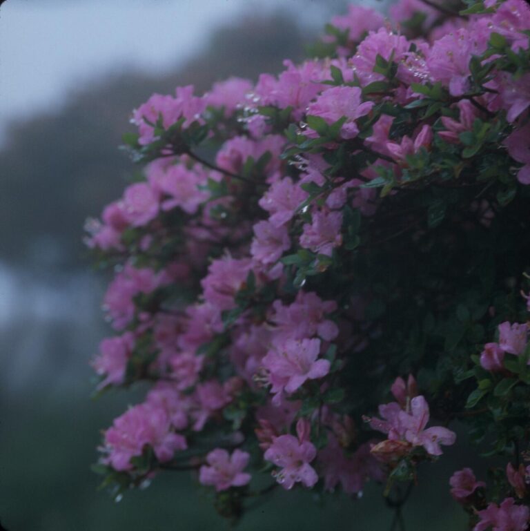 Azalea 'Watchet' for sale at Slidell Nursery, Slidell, LA