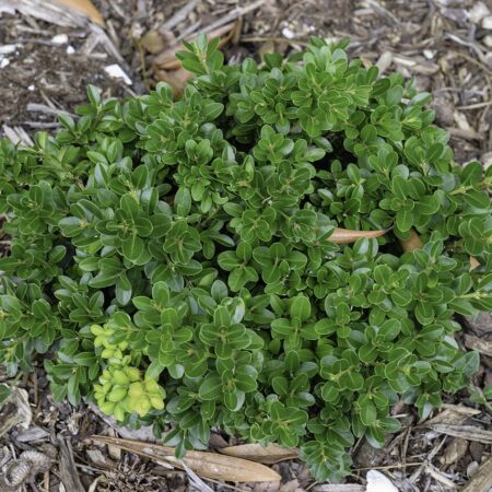 Boxwood 'Faulkner' for sale at Slidell Nursery, Slidell, LA