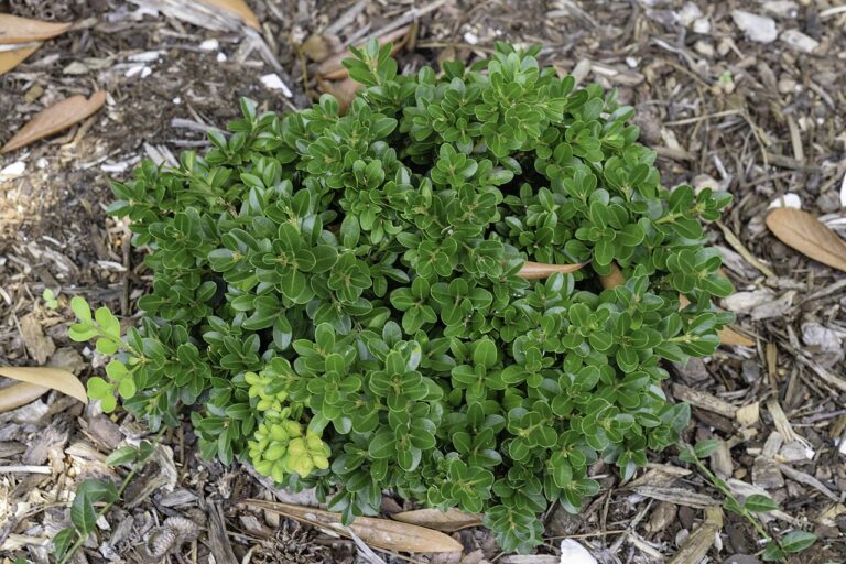 Boxwood 'Faulkner' for sale at Slidell Nursery, Slidell, LA