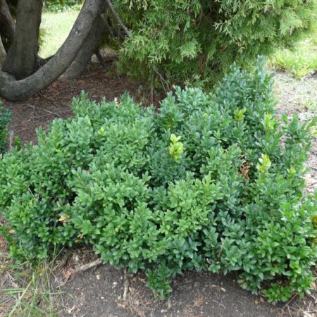 Boxwood 'Sprinter' for sale at Slidell Nursery, Slidell, LA