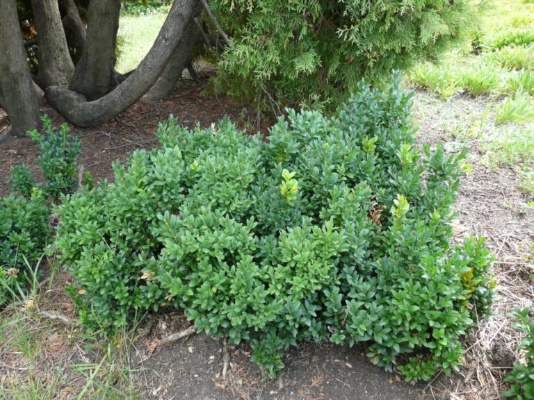 Boxwood 'Sprinter' for sale at Slidell Nursery, Slidell, LA