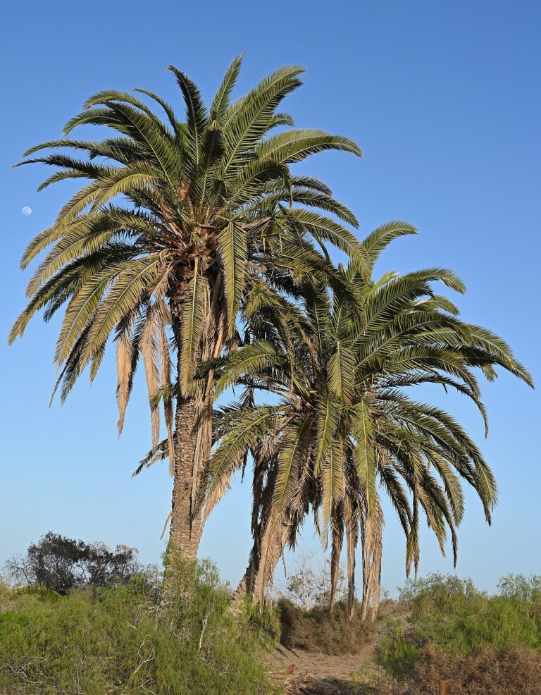 Palms for sale at Slidell Nursery in Slidell, LA