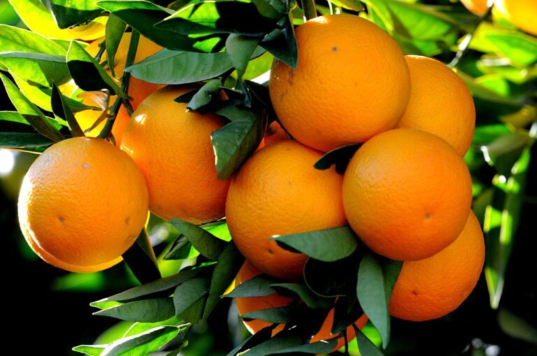 Fruit Trees for sale at Slidell Nursery in Slidell, LA