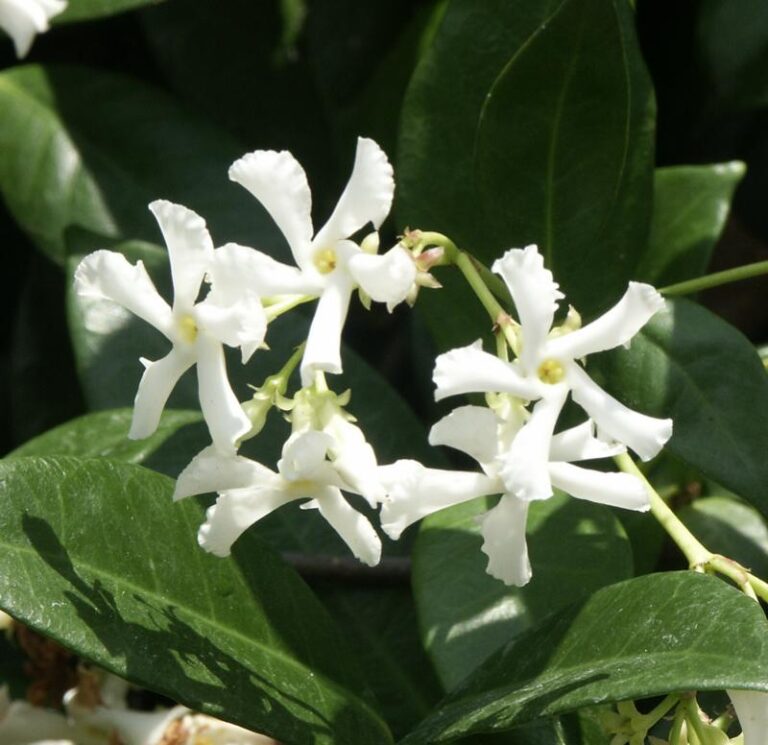 Vines for sale at Slidell Nursery in Slidell, LA