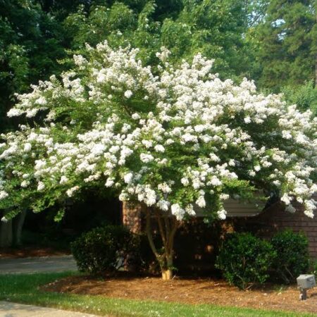 White-flowering Natchez crape myrtle tree for sale at Slidell Nursery, Slidell, LA