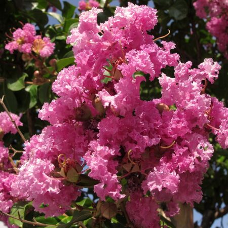 Crape Myrtle for sale at Slidell Nursery, Slidell, LA