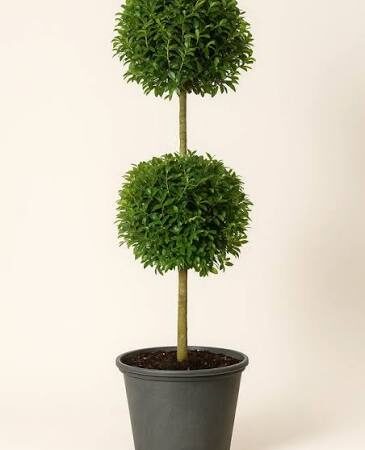 Dwarf Eugenia 2-ball topiary in a pot for sale at Slidell Nursery, Slidell, LA