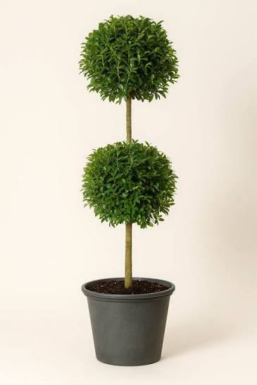 Dwarf Eugenia 2-ball topiary in a pot for sale at Slidell Nursery, Slidell, LA