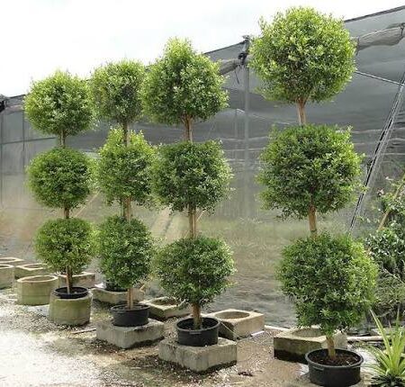 Dwarf Eugenia multi-ball topiary trees in pots for sale at Slidell Nursery, Slidell, LA