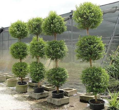 Dwarf Eugenia multi-ball topiary trees in pots for sale at Slidell Nursery, Slidell, LA