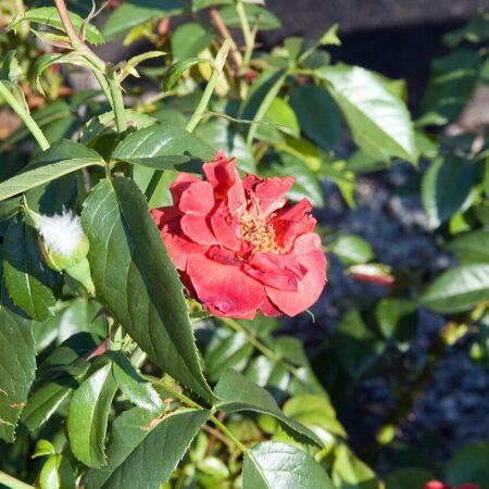 Floribunda Rose Bush for sale at Slidell Nursery, Slidell, LA