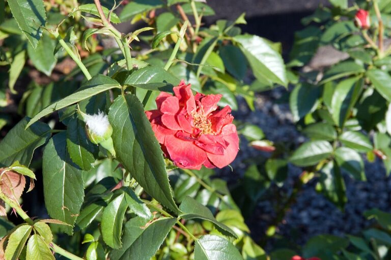 Floribunda Rose Bush for sale at Slidell Nursery, Slidell, LA