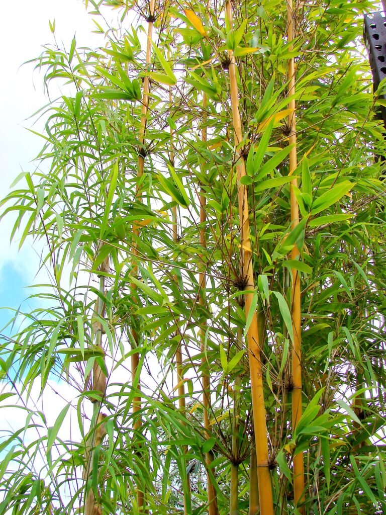 Bamboo for sale at Slidell Nursery in Slidell, LA