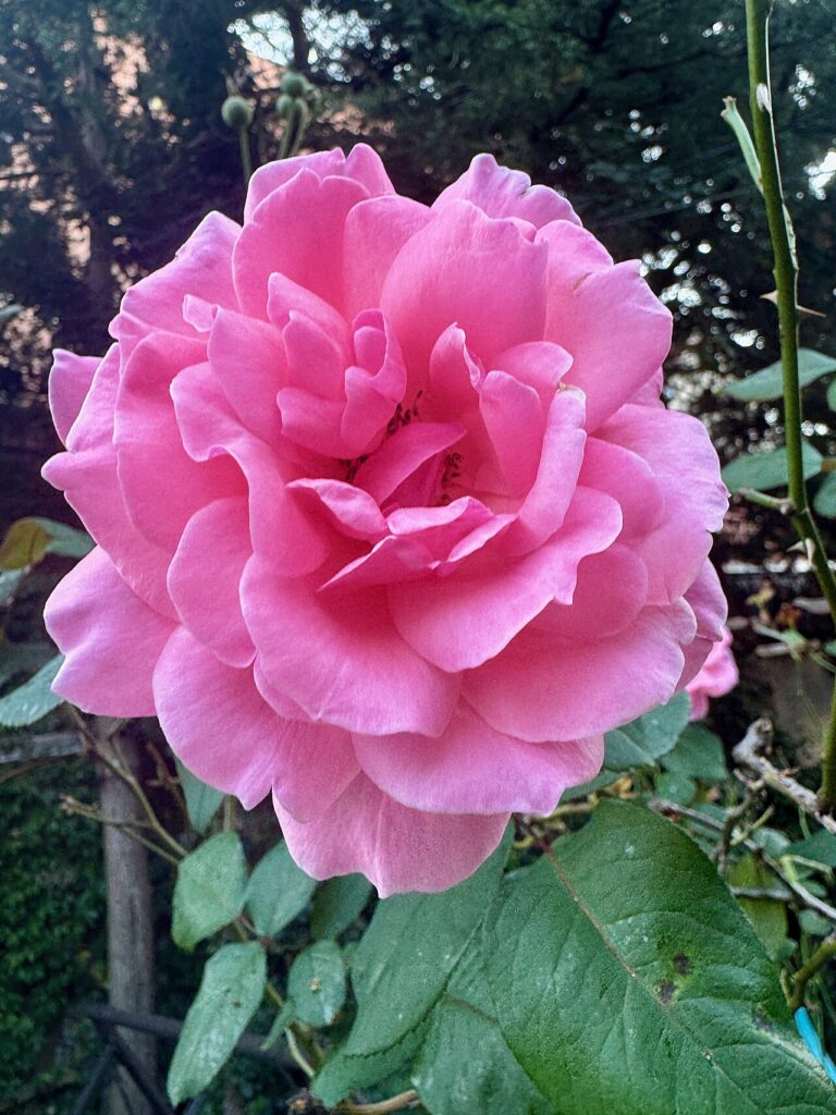 Roses for sale at Slidell Nursery in Slidell, LA