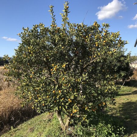 Kumquat Tree (Small) for sale at Slidell Nursery, Slidell, LA