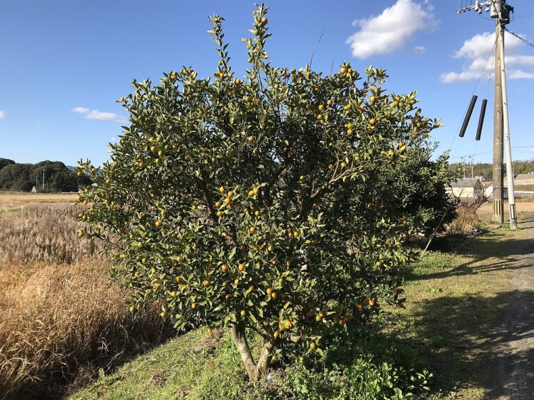 Kumquat Tree (Small) for sale at Slidell Nursery, Slidell, LA