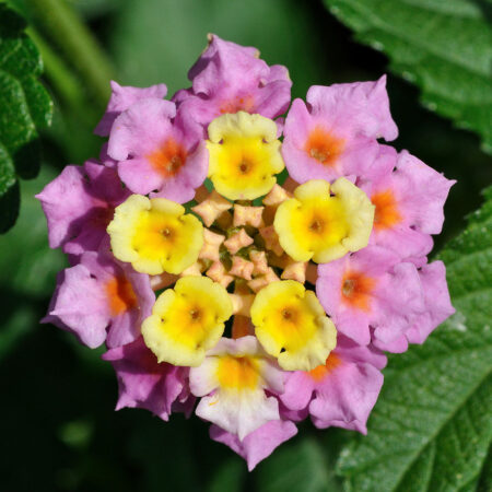 Lantana for sale at Slidell Nursery, Slidell, LA