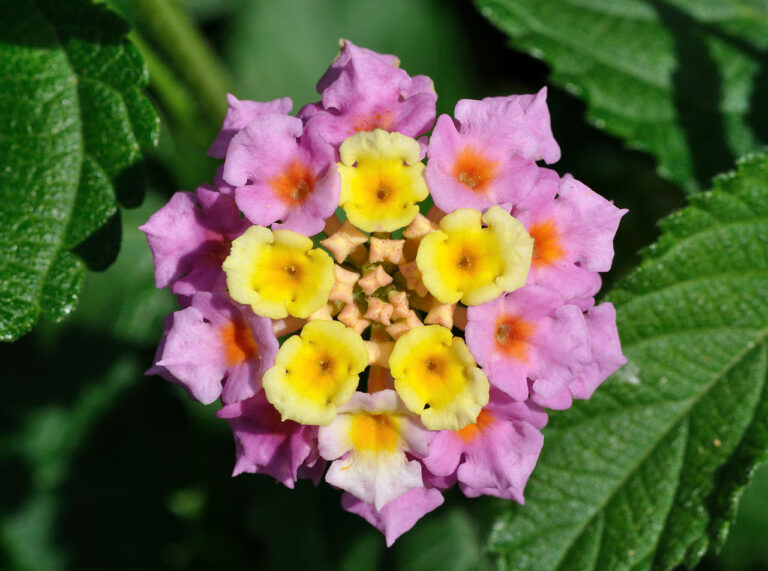 Lantana for sale at Slidell Nursery, Slidell, LA