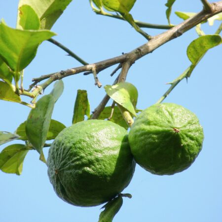 Lime Tree for sale at Slidell Nursery, Slidell, LA
