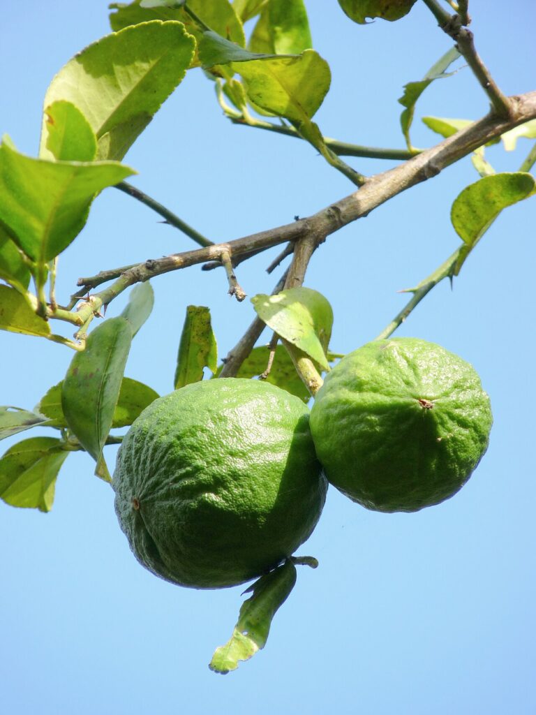 Lime Tree for sale at Slidell Nursery, Slidell, LA