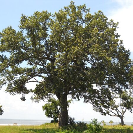 Live oak tree at Slidell Nursery, Slidell, LA
