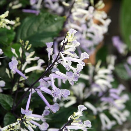 Mona Lavender for sale at Slidell Nursery, Slidell, LA