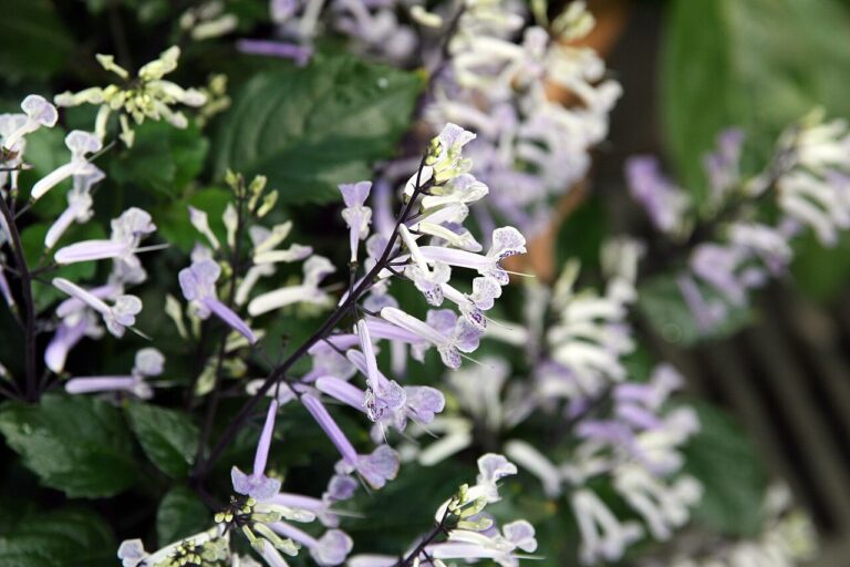 Mona Lavender for sale at Slidell Nursery, Slidell, LA