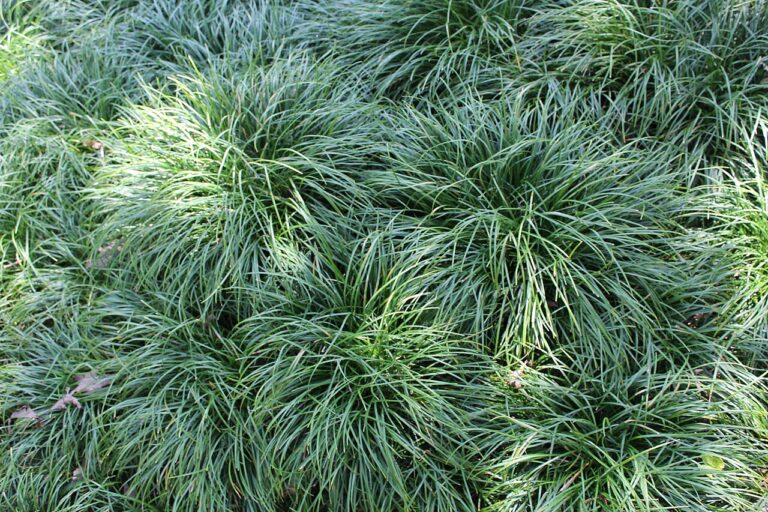 Grasses for sale at Slidell Nursery in Slidell, LA