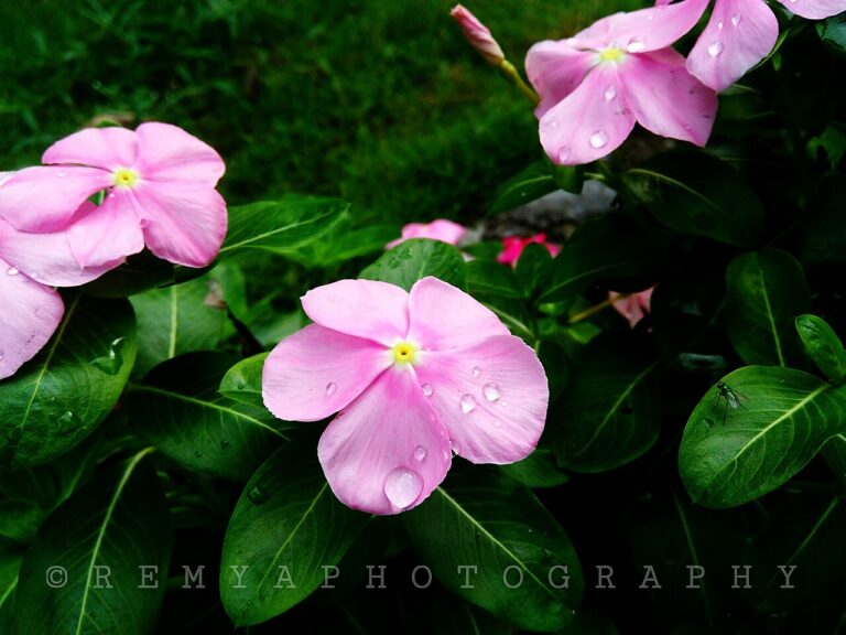 Bedding Plants for sale at Slidell Nursery in Slidell, LA