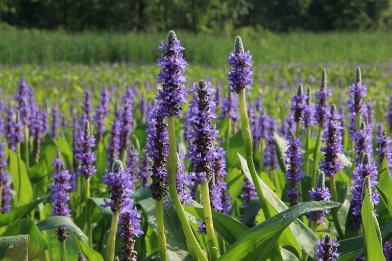 Pond & Water Plants for sale at Slidell Nursery in Slidell, LA