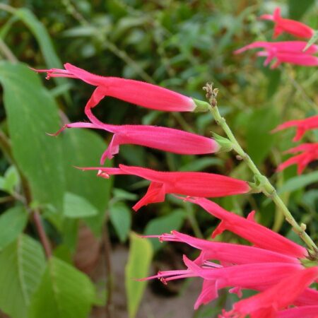 Pineapple Sage for sale at Slidell Nursery, Slidell, LA