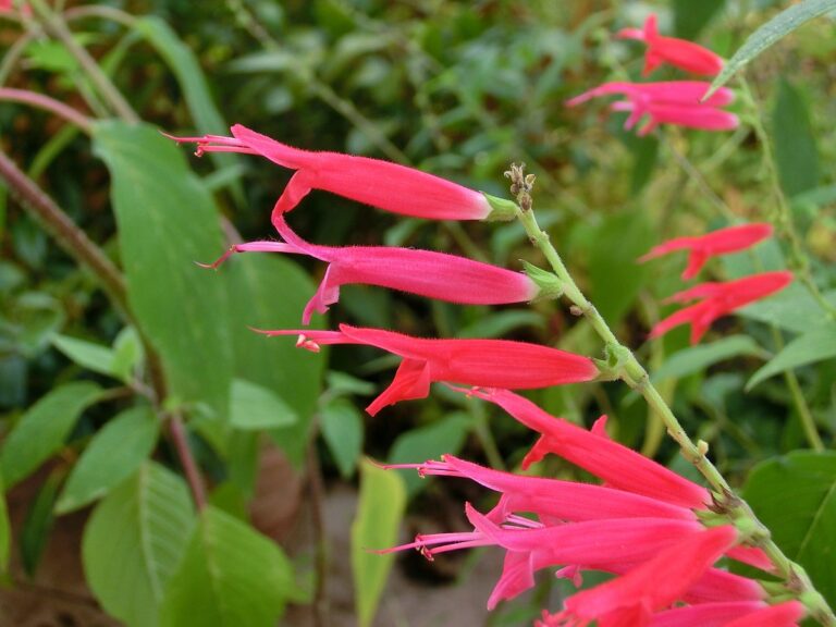Pineapple Sage for sale at Slidell Nursery, Slidell, LA
