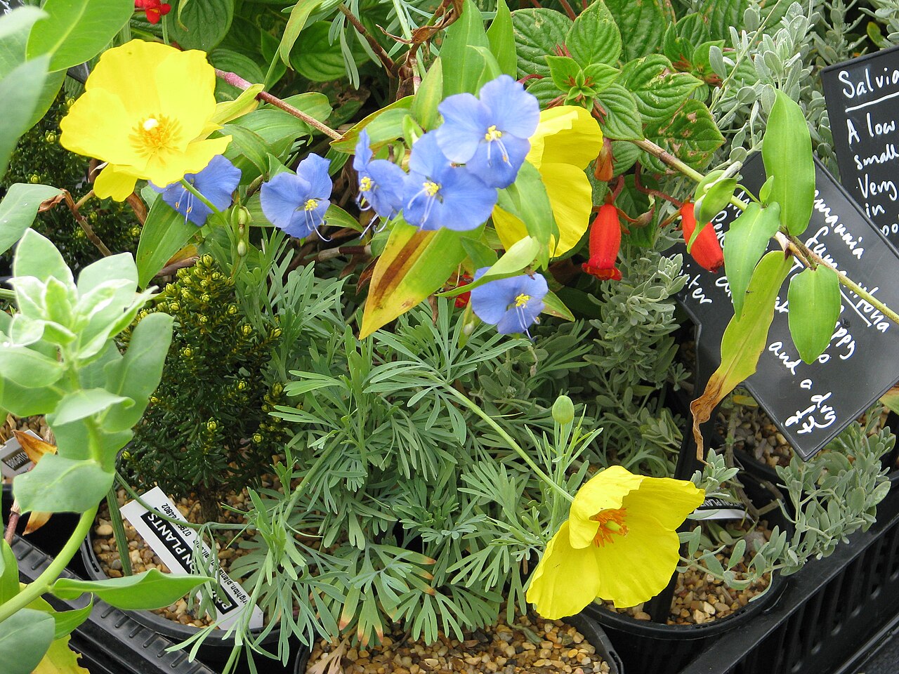plant delivery Slidell