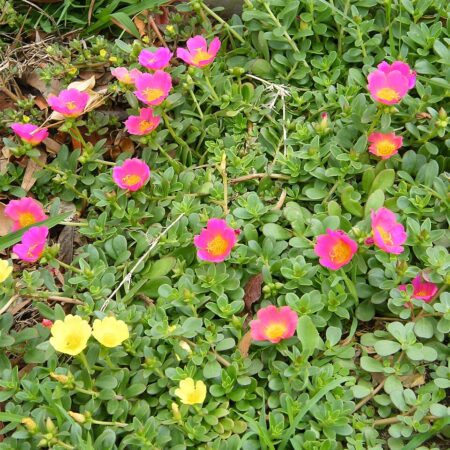 Purslane for sale at Slidell Nursery, Slidell, LA
