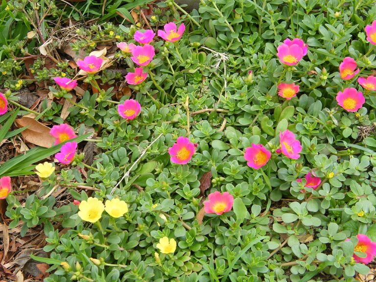 Purslane for sale at Slidell Nursery, Slidell, LA