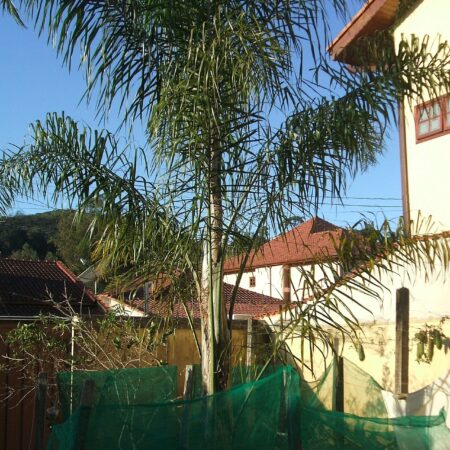 Queen palm (Syagrus romanzoffiana) for sale at Slidell Nursery in Slidell, LA