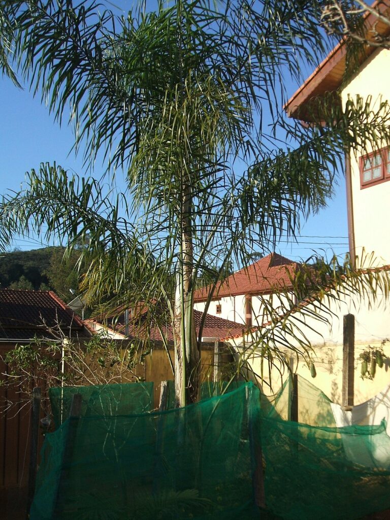 Queen palm (Syagrus romanzoffiana) for sale at Slidell Nursery in Slidell, LA