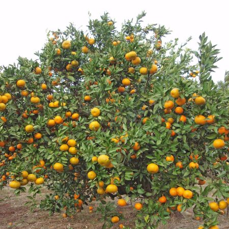 Satsuma Tree for sale at Slidell Nursery, Slidell, LA