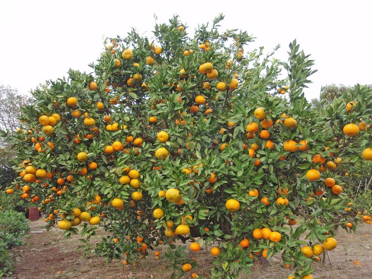 Satsuma Tree for sale at Slidell Nursery, Slidell, LA