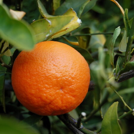 Tangerine Tree (Small) for sale at Slidell Nursery, Slidell, LA