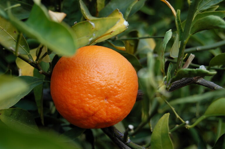 Tangerine Tree (Small) for sale at Slidell Nursery, Slidell, LA